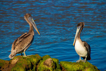 pelican on the beach