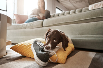 Pet, animal and dog with shoes in living room for playful, happiness and relaxing with owner at home. Training, domestic pets and woman on sofa with cute, adorable and furry puppy bite sneaker