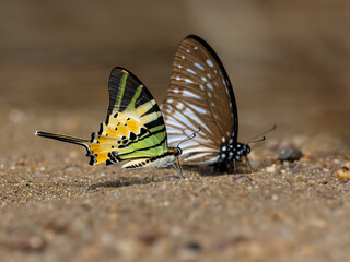 Fototapeta na wymiar beautiful butterflies feeding on the ground in nature,Thailand