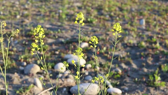 A brassica plants beautiful bloom in early winter