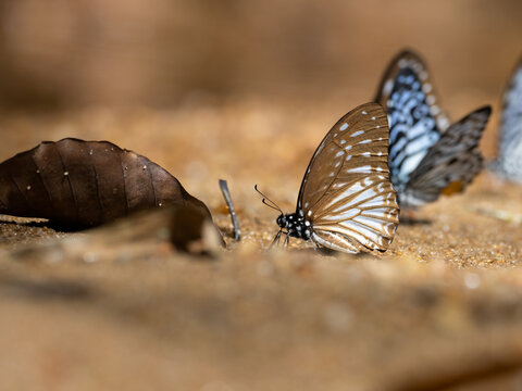 beautiful butterflies feeding on the ground in nature,Thailand