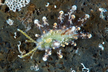 A tiny sea slug (7mm) - Soghenia palauensis. Underwater macro world of Tulamben, Bali, Indonesia.