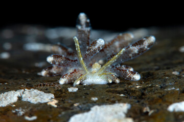 A tiny sea slug (7mm) - Soghenia palauensis. Underwater macro world of Tulamben, Bali, Indonesia.