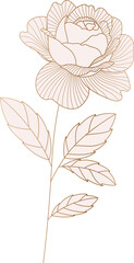 Rose flower golden line art