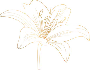 Lily flower golden line art