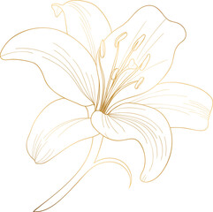 Lily flower golden line art - obrazy, fototapety, plakaty
