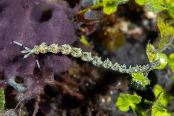 Obraz na płótnie Canvas Sea slug - Pteraeolidia semperi. Underwater macro life of Tulamben, Bali, Indonesia.