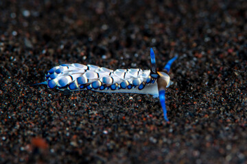 Sea slug - Cerberilla affinis (juvenile). Underwater macro life of Tulamben, Bali, Indonesia. 