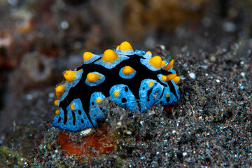 Sea slug - Phyllidia picta on the sea bottom. Underwater macro life of Tulamben, Bali, Indonesia.
