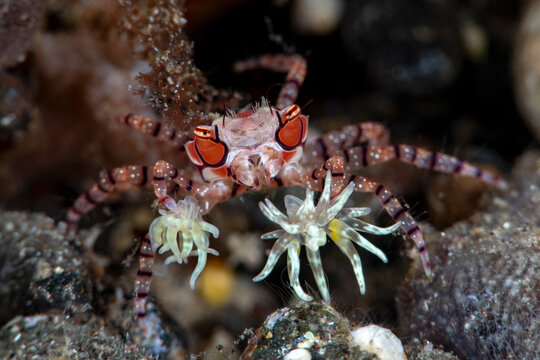 Boxer Crab - Lybia tesselata. Macro underwater world of Tulamben, Bali, Indonesia.