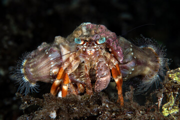 Hermit crab on the sea bottom. Underwater macro world of Tulamben, Bali, Indonesia.