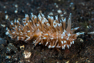 Naklejka na ściany i meble Nudibranch (sea slug) - Phestilla goniophaga on the sea bottom. Underwater macro world of Tulamben, Bali, Indonesia. 
