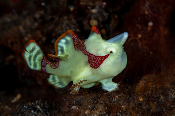 Warty Frogfish - Antennarius maculatus. Underwater macro world of Tulamben, Bali, Indonesia. 