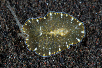A marine flatworm on the sea bottom. Underwater macro world of Tulamben, Bali, Indonesia. 