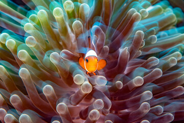 Naklejka na ściany i meble long exposure underwater photo. False Clown Anemonfish (Western Clownfish) - Amphiprion ocellaris in an anemone. Sea life of Tulamben, Bali, Indonesia.