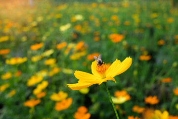 yellow flower with a bee in the garden with natural background