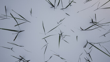 foliage on white background