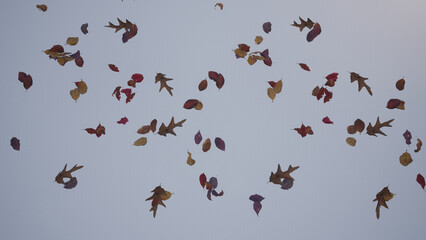 foliage on white background