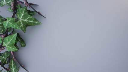 Plant leaves on a white background for use in writing any texts or displaying posters and pasting pictures