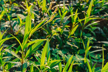 Green leaves in the sun
