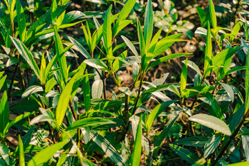 Green leaves in the sun