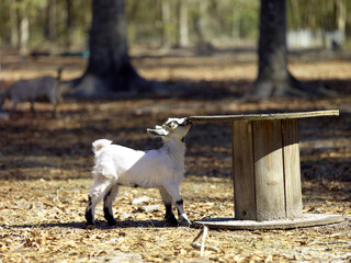 A small baby white goat playing