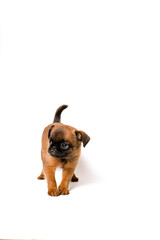Obraz premium Brussels Griffon or petit brabanson puppy standing in side view and looking. Red Dog puppy Isolated on white background. 