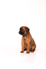 Obraz premium Brussels Griffon or petit brabanson puppy standing in side view and looking. Red Dog puppy Isolated on white background. 