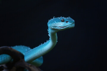 Trimeresurus Blue Eye