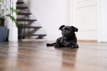 Portrait of black cute pet pug-dog of breed Petit Brabancon or Belgian  Griffon. Puppy and mother dog sitting in side . Black Dog and black puppy Isolated on white background. 