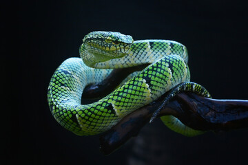 Green Snake Trimeresurus 