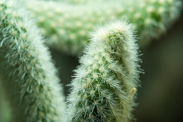 Close-up of a domestic ornamental plant with needles. Part of a cactus in soft focus at high magnification.