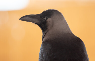 Obraz premium Portrait of a black crow.