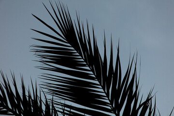Black silhouettes of palm trees on the background of the sunset.