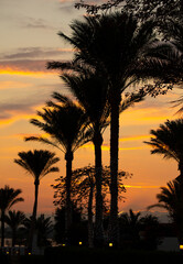 Black silhouettes of palm trees on the background of the sunset.