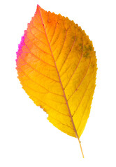 Autumn leaf from a tree isolated on a white background.