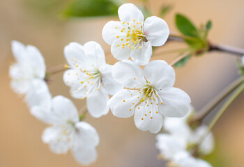 Flowers on a cherry tree in spring.