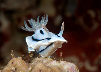 Willan's  chromodoris  nudibranch rests  on coral. Closeup of a of sea slug, a  dorid nudibranch, a shell-less marine gastropod mollusk crawling on corals. © Hans Gert Broeder