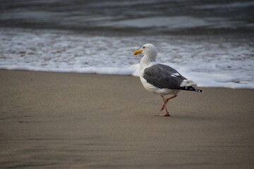 Seagull