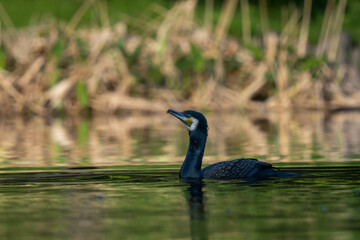 The commorant is swimming in the lake.