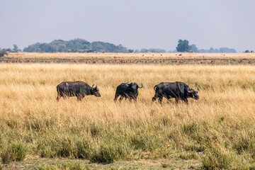 Obraz premium Buffalo grazing in a savannah in Chobe National Park.