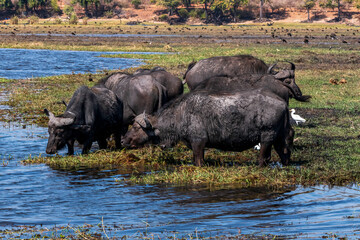 Obraz premium Buffaloes at a watering hole in Chobe National Park.