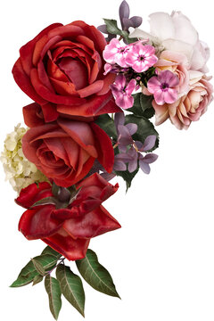 Red roses isolated on a transparent background. Png file.  Floral arrangement, bouquet of garden flowers. Can be used for invitations, greeting, wedding card.