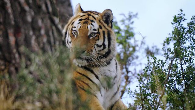 Amazing shot of a majestic tiger laying eyes on something in the forest and getting up to investigate