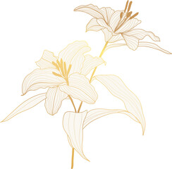 Lily flower golden line art