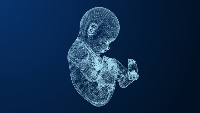 Womb development of the fetus within the plexus