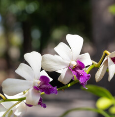 White orchid flower with purple center petals  Tropical flowers that are popular to decorate homes...