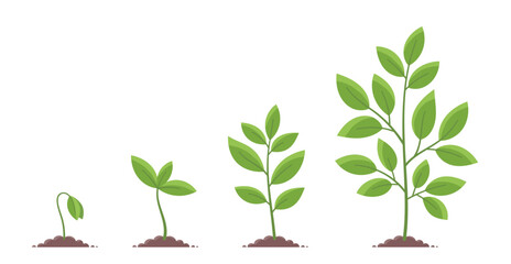 Plant growth stages. Planting tree. Vector infographic illustration.