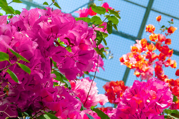 ブーゲンビリア　南国イメージ