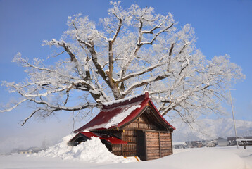 雪国魚沼の晴れた朝、神社に聳え立つ御神木の霧氷輝く